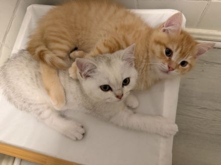 Reinrassige BKH Kitten
