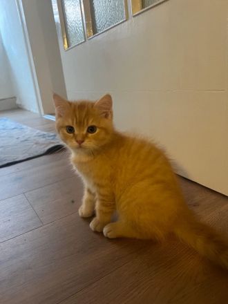 Reinrassige BKH Kitten