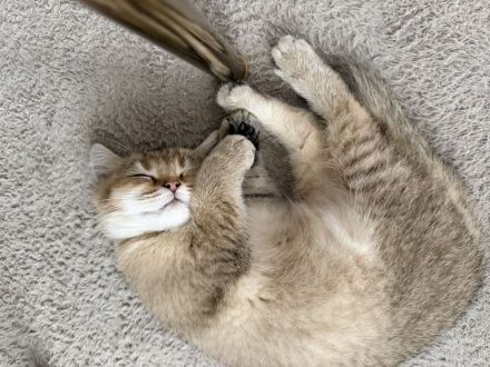 Reinrassige BKH Kitten