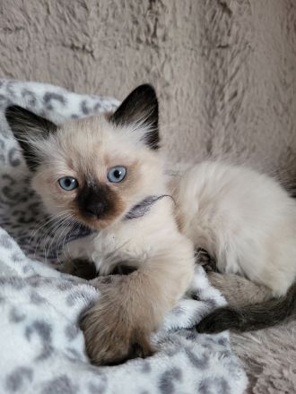 Siamkatze Kitten