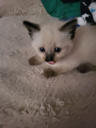 Siamkatze Kitten
