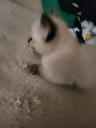 Siamkatze Kitten