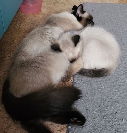Siamkatze Kitten