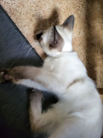 Siamkatze Kitten reinrassig