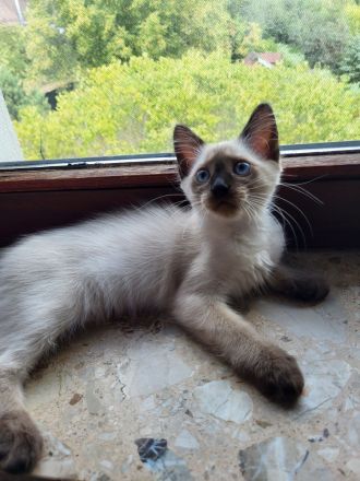 Siamkatze Kitten reinrassig
