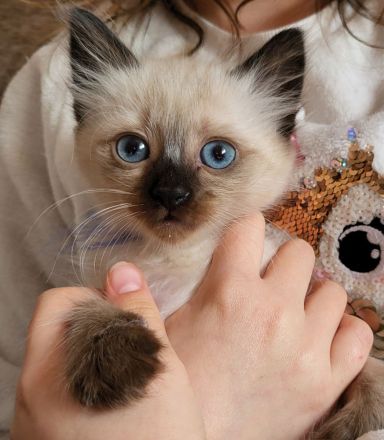 Siamkatze Kitten