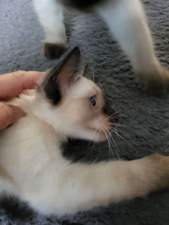 Siamkatze Kitten reinrassig
