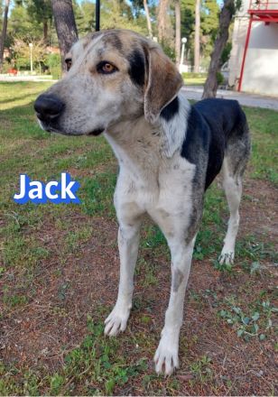 Jack und Jo, 06/23 - 2 sanfte Riesen auf der Suche nach ihren Menschen