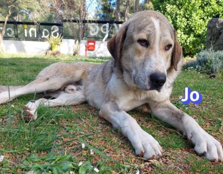 Jack und Jo, 06/23 - 2 sanfte Riesen auf der Suche nach ihren Menschen