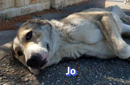 Jack und Jo, 06/23 - 2 sanfte Riesen auf der Suche nach ihren Menschen