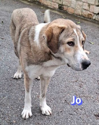 Jack und Jo, 06/23 - 2 sanfte Riesen auf der Suche nach ihren Menschen