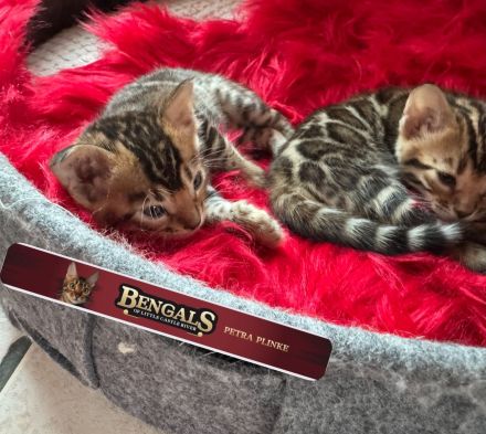Bengal Kitten