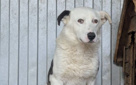 Schüchterner Gentleman Finnlay sucht geduldiges Zuhause