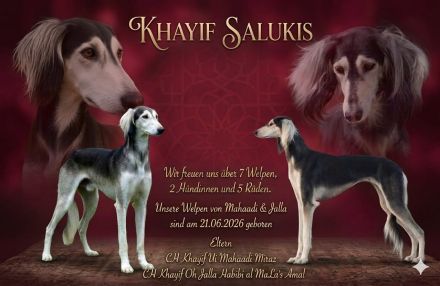 Saluki Welpen