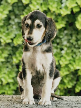 Saluki Welpen