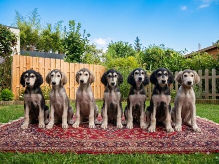 Saluki Welpen
