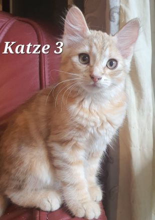 Sibirische Katze waldkatze
