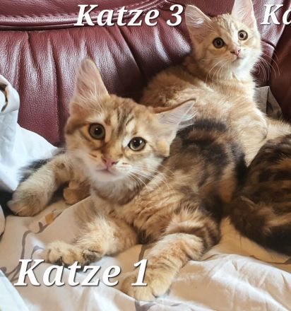 Sibirische Katze waldkatze