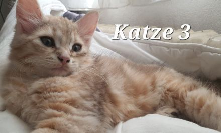 Sibirische Katze waldkatze