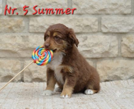 Mini Australian Shepherd Welpen