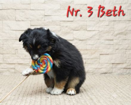 Mini Australian Shepherd Welpen