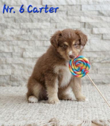 Mini Australian Shepherd Welpen
