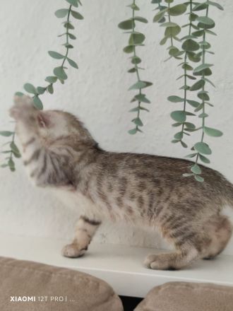 Bengal Mix Kater