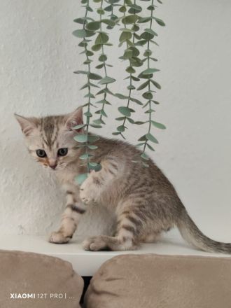 Bengal Mix Kater