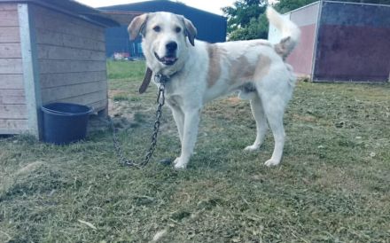 Pacco sucht ein liebevolles Zuhause