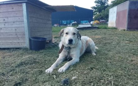 Pacco sucht ein liebevolles Zuhause