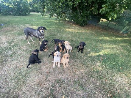 wunderbare kerngesunde Magyar Vizsla Mix Welpen - perfekte Familienhunde