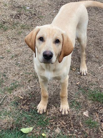 wunderbare kerngesunde Magyar Vizsla Mix Welpen - perfekte Familienhunde