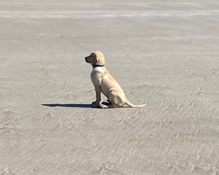 wunderbare kerngesunde Magyar Vizsla Mix Welpen - perfekte Familienhunde
