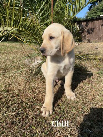 wunderbare kerngesunde Magyar Vizsla Mix Welpen - perfekte Familienhunde