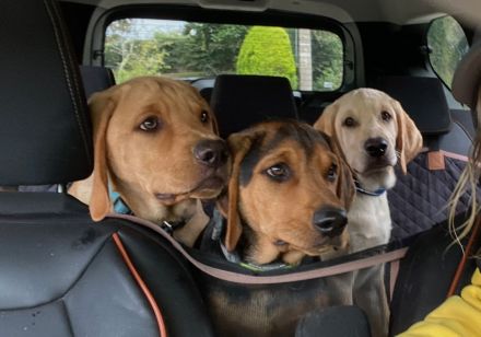 wunderbare kerngesunde Magyar Vizsla Mix Welpen - perfekte Familienhunde