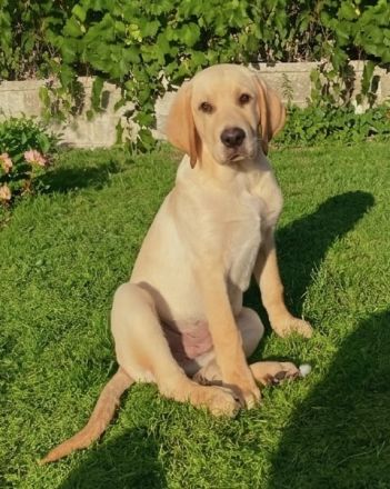 wunderbare kerngesunde Magyar Vizsla Mix Welpen - perfekte Familienhunde