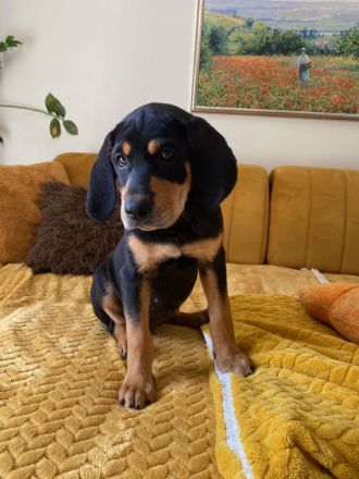 wunderbare kerngesunde Magyar Vizsla Mix Welpen - perfekte Familienhunde