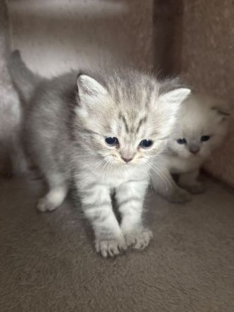 BHK Babykatzen