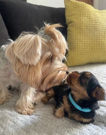 Wunderschöner Yorkshire-Terrier-Welpe sucht liebevolles Zuhause 🐶