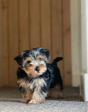 Wunderschöner Yorkshire-Terrier-Welpe sucht liebevolles Zuhause 🐶