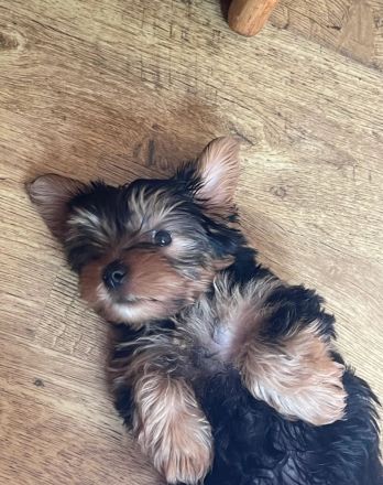 Wunderschöner Yorkshire-Terrier-Welpe sucht liebevolles Zuhause 🐶