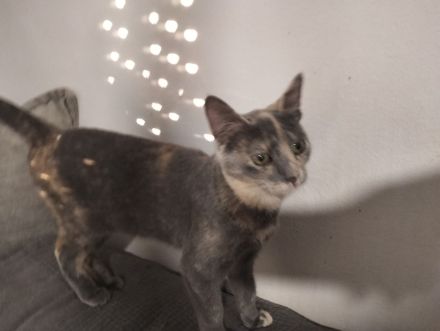 Harry und Sally suchen gemeinsam ein neues Zuhause (als Wohnungskatzen)