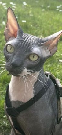Wunderschöne Sphynx Kater