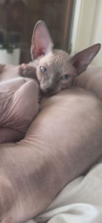 Wunderschöne Sphynx Kater