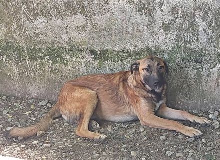 George und Mali, freundlich und menschenbezogen