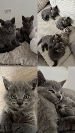 Katzenbabys zu verkaufen 🐱