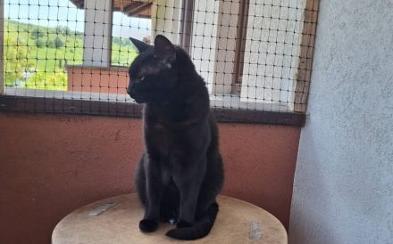 Sanfte und menschenbezogene Herda sucht ein Zuhause