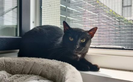 Scheuer Adan sucht geduldiges Zuhause