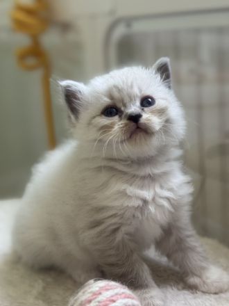 Ragdoll Kitten
