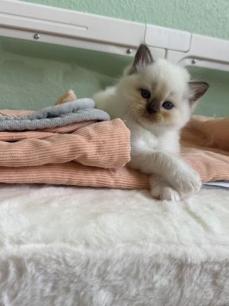 Ragdoll Kitten